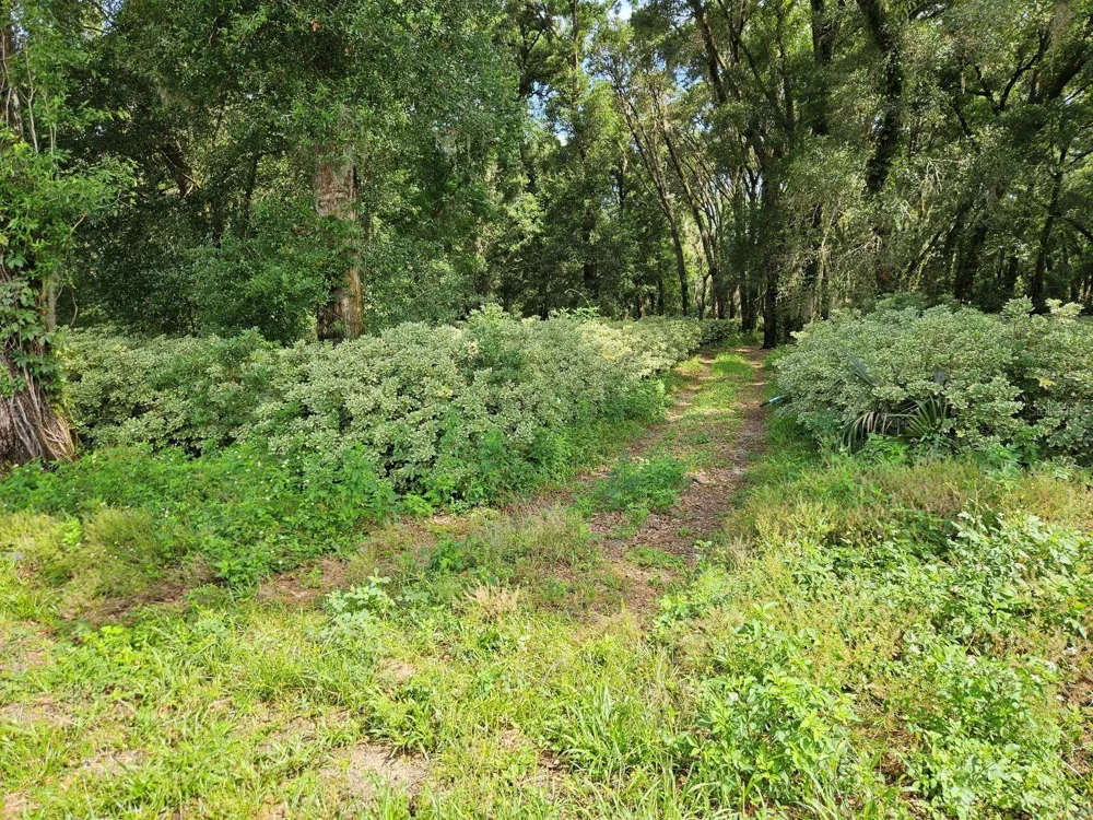 610 BURNSED ROAD Pierson, FL 32180