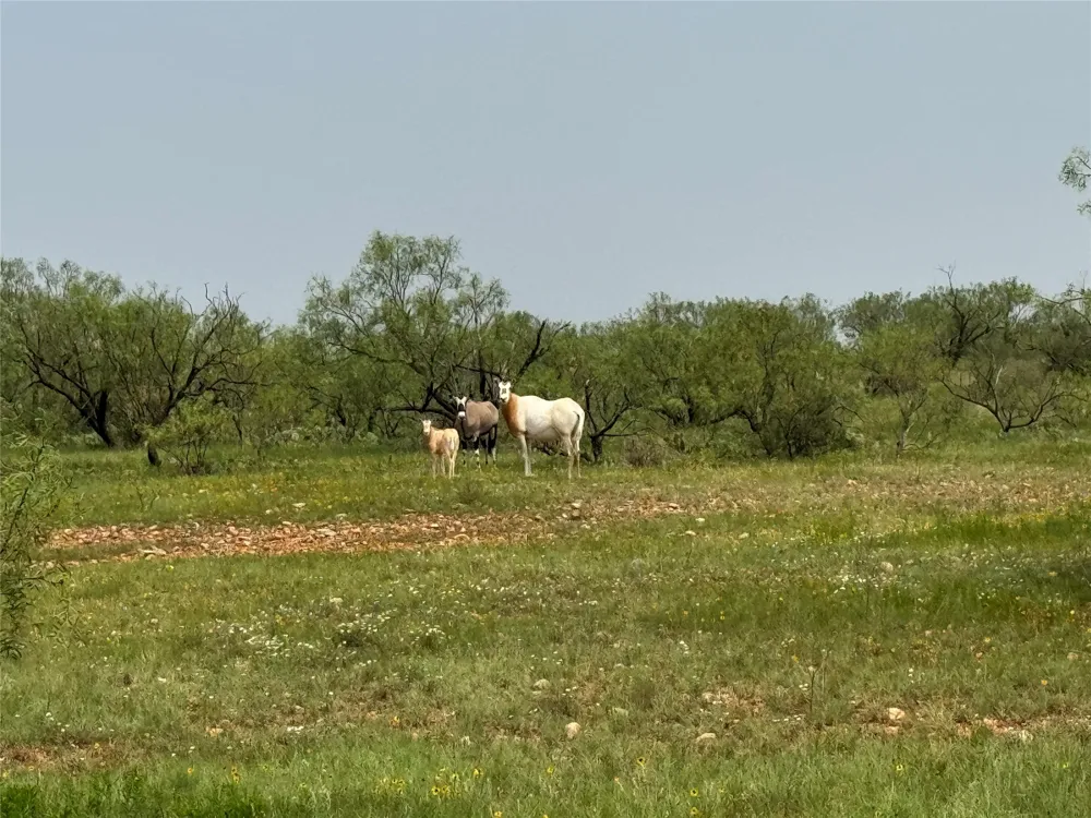 5703 County Rd 287 Ballinger, TX 76821