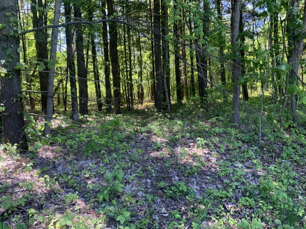 Brenan Road Grand Junction, MI 49056
