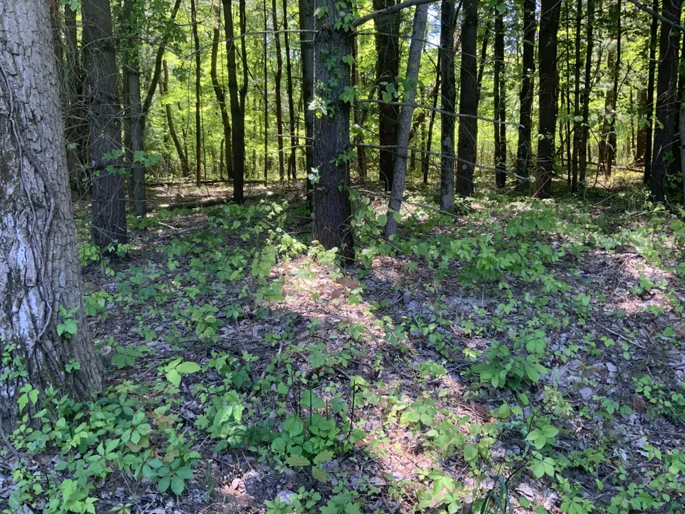 Brenan Road Grand Junction, MI 49056