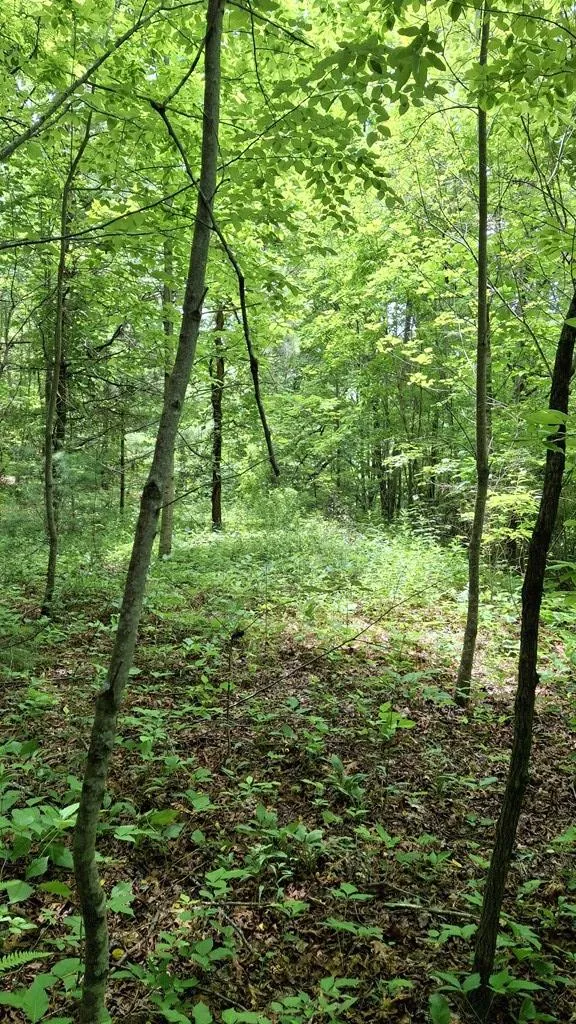 Signal Ridge road Sylva, NC 28779