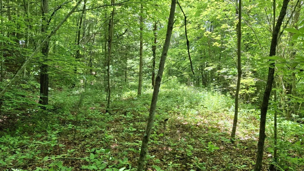Signal Ridge road Sylva, NC 28779