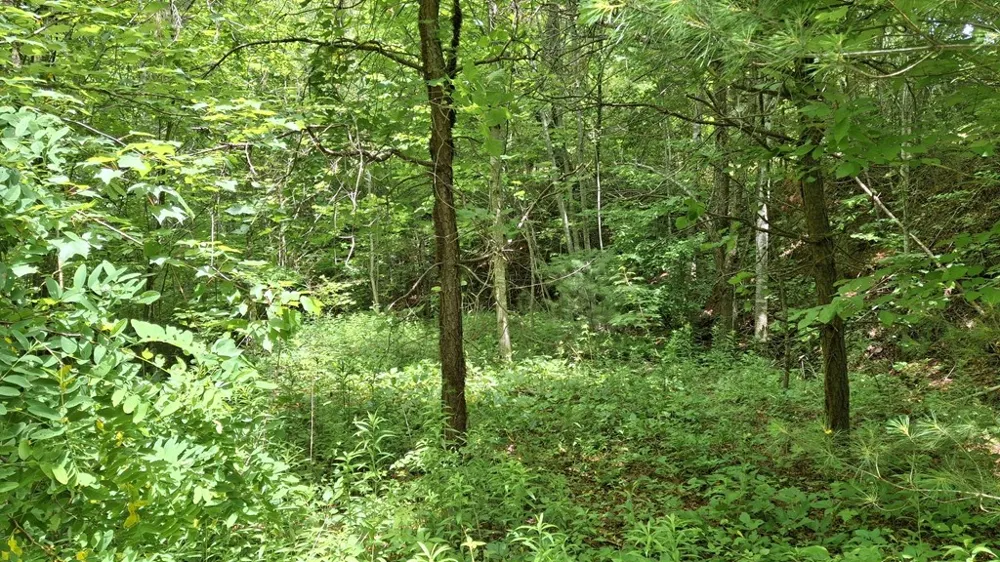 Signal Ridge road Sylva, NC 28779
