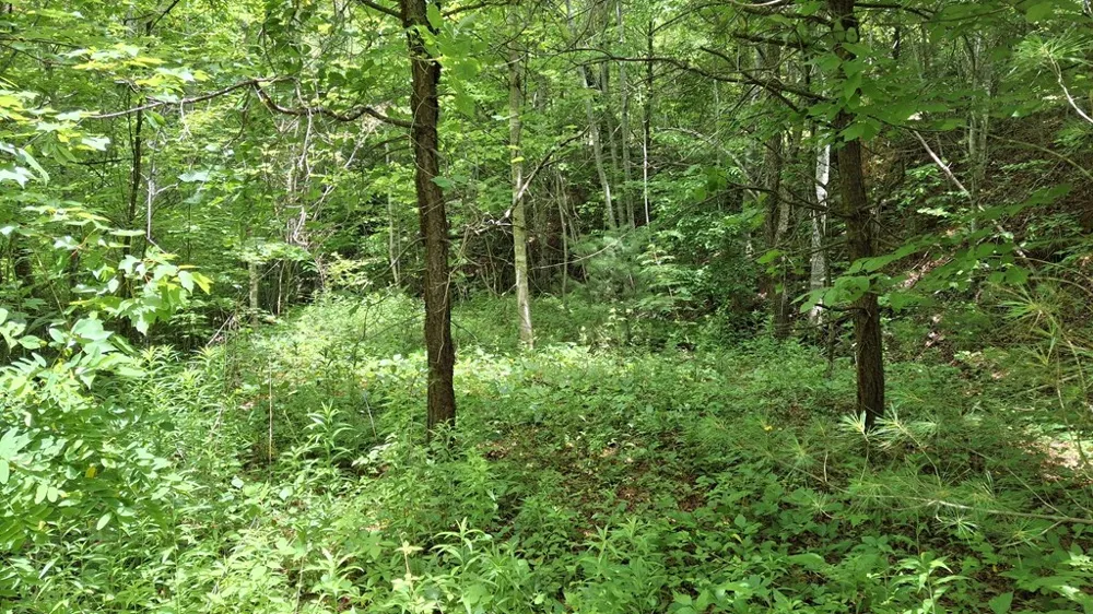 Signal Ridge road Sylva, NC 28779