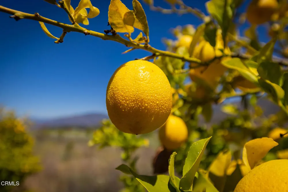 12400 Ojai Santa Paula Road Ojai, CA 93023