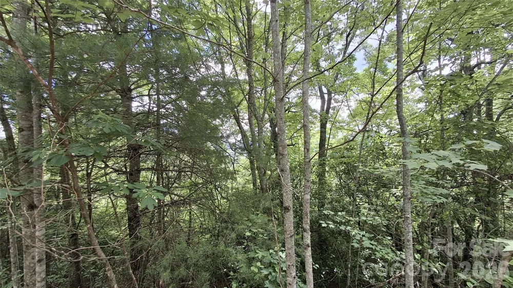Lot 29 Signal Ridge Road #29 Sylva, NC 28779