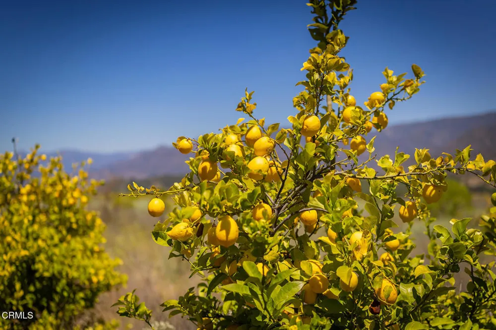 12400 Ojai Santa Paula Road Ojai, CA 93023