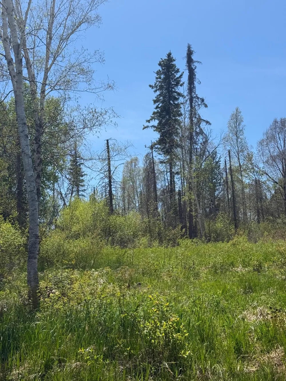 TBD Crown Creek Spur Rd Finland, MN 55603
