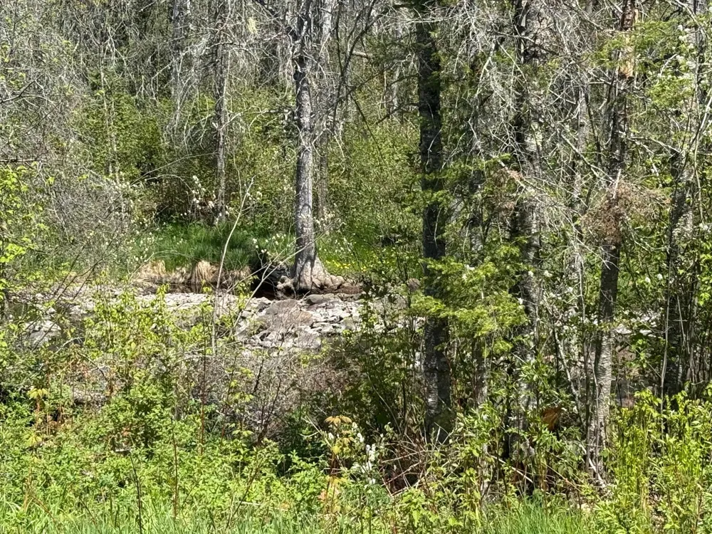 TBD Crown Creek Spur Rd Finland, MN 55603