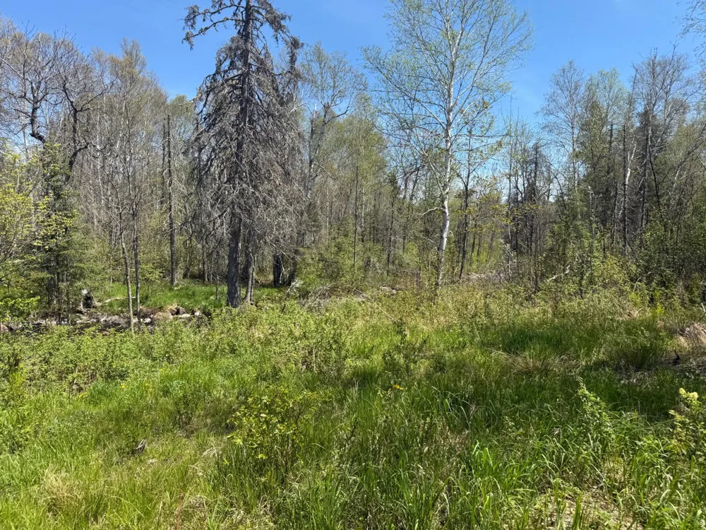 TBD Crown Creek Spur Rd Finland, MN 55603
