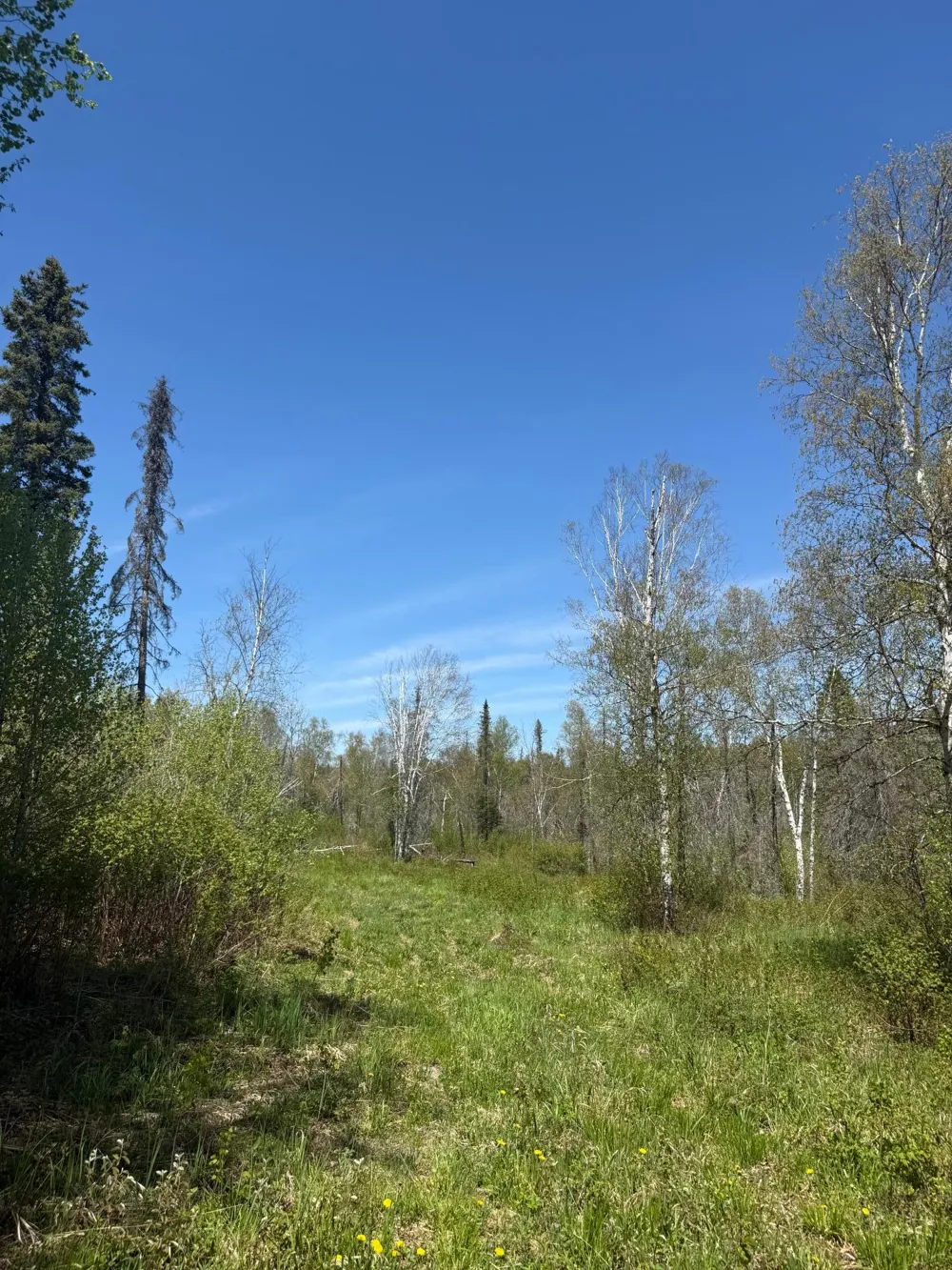 TBD Crown Creek Spur Rd Finland, MN 55603