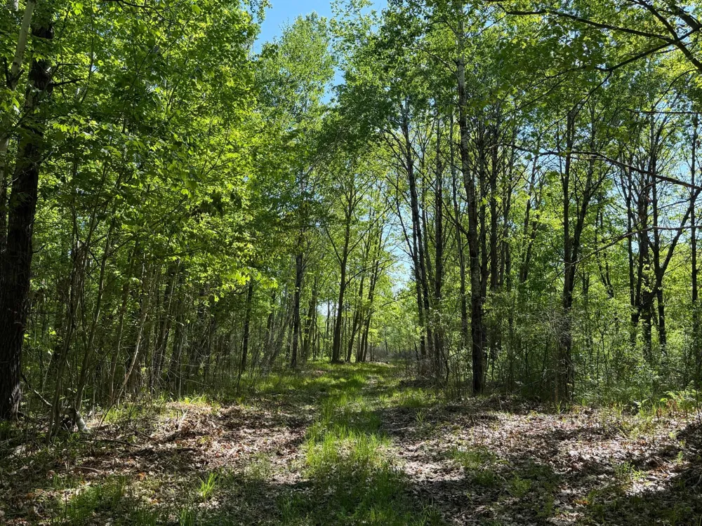 54003 Dollar Lake Road Sandstone, MN 55072