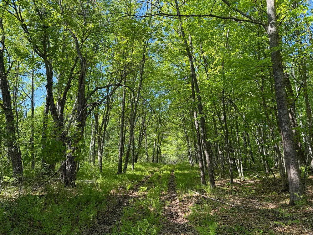 54003 Dollar Lake Road Sandstone, MN 55072