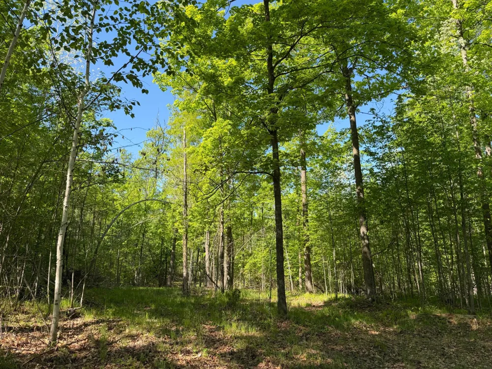 54003 Dollar Lake Road Sandstone, MN 55072