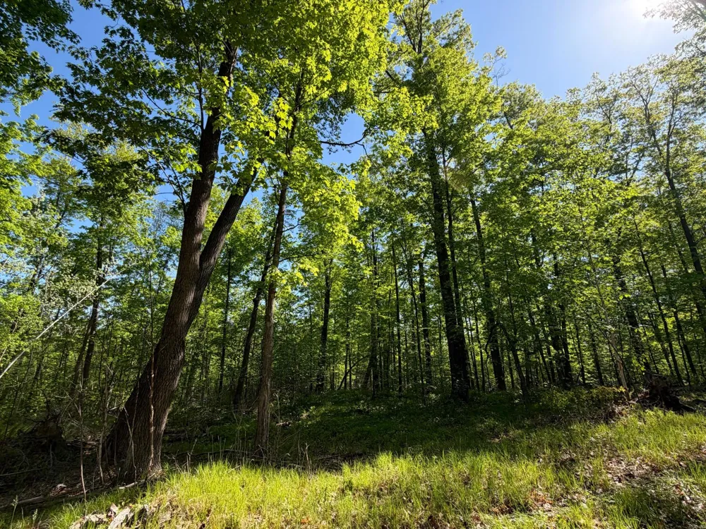 54003 Dollar Lake Road Sandstone, MN 55072