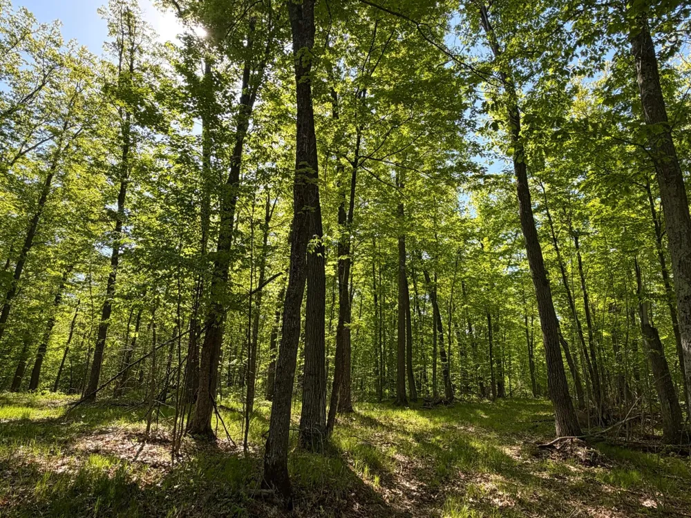 54003 Dollar Lake Road Sandstone, MN 55072