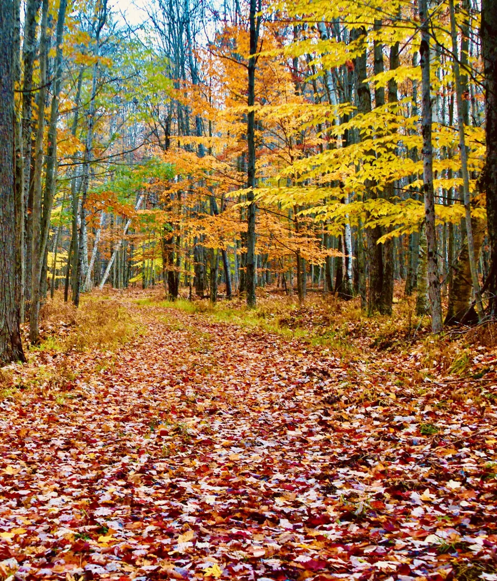 1125 Chaput Drive Sears, MI 49679
