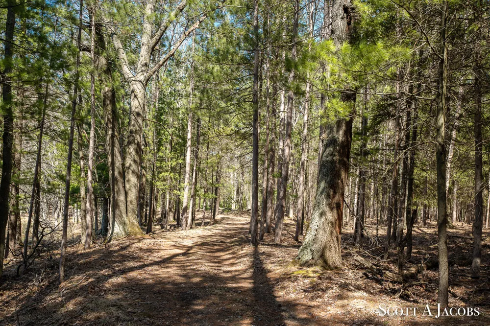 1125 Chaput Drive Orient Township, MI 49679