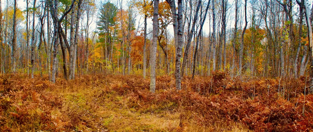 1125 Chaput Drive Orient Township, MI 49679