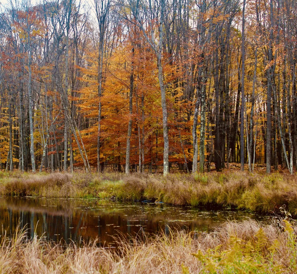 1125 Chaput Drive Orient Township, MI 49679