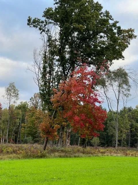 1125 Chaput Drive Orient Township, MI 49679