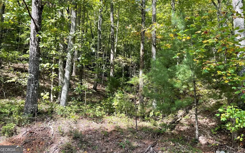 LOT 31 Nelson RDG Hayesville, NC 28904