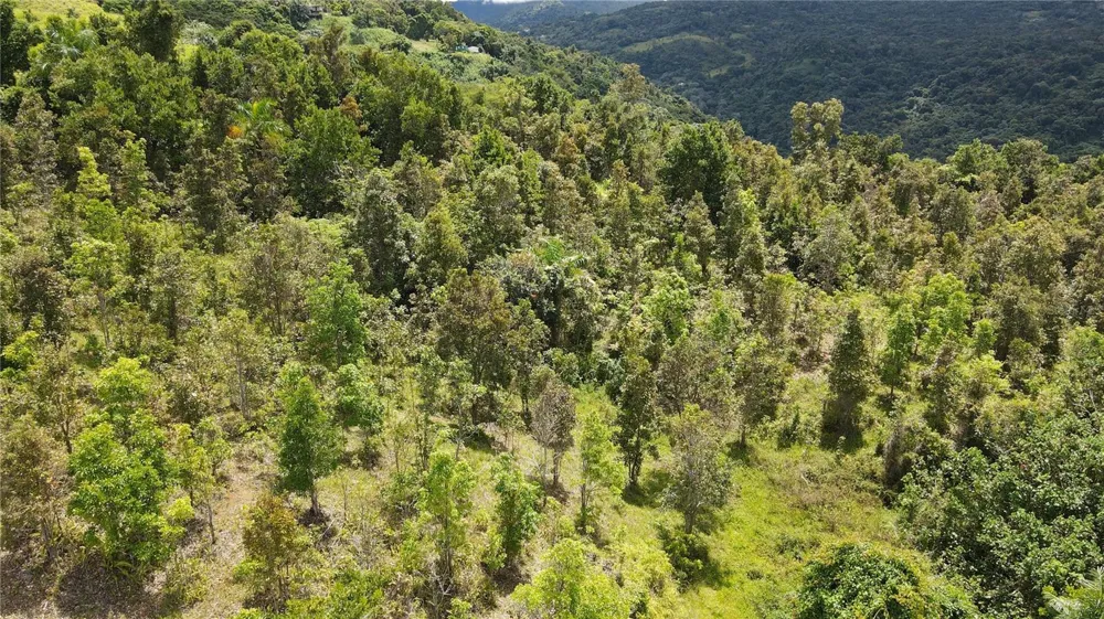 185 Km. 5.8 BO CAMPO RICO SECTOR PENIEL Canovanas, PR 00729