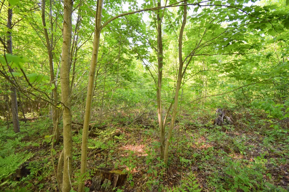 Lot 106 Setting Sun Court Danbury, WI 54830
