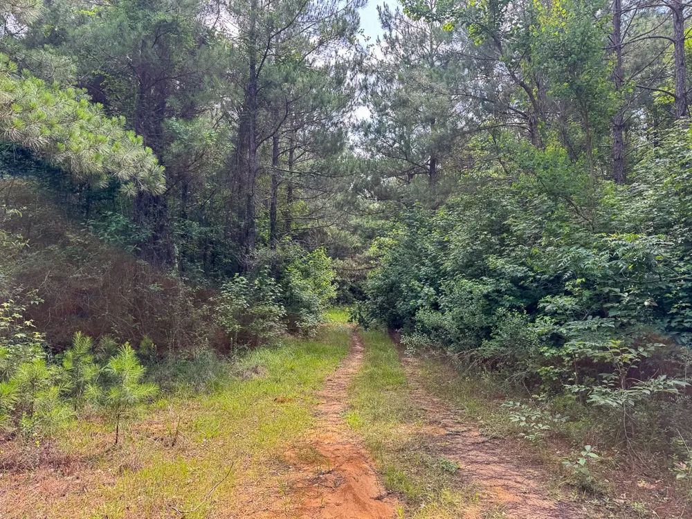 1 HIghway 126 Jena, LA 71465