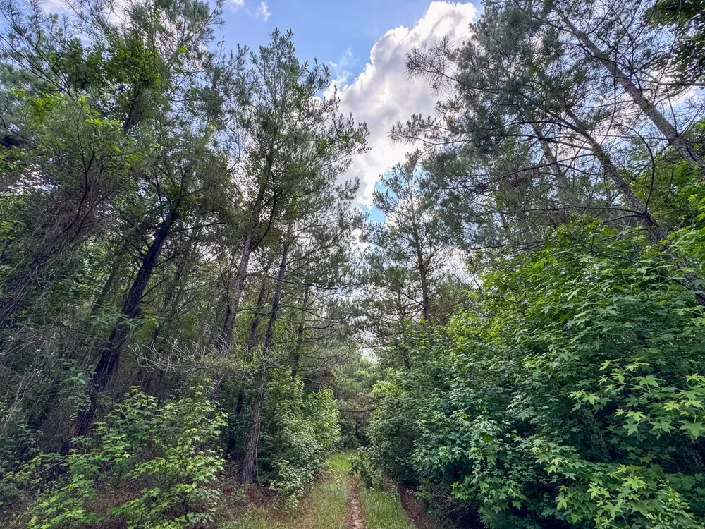 1 HIghway 126 Jena, LA 71465