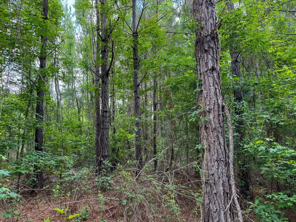 1 HIghway 126 Jena, LA 71465