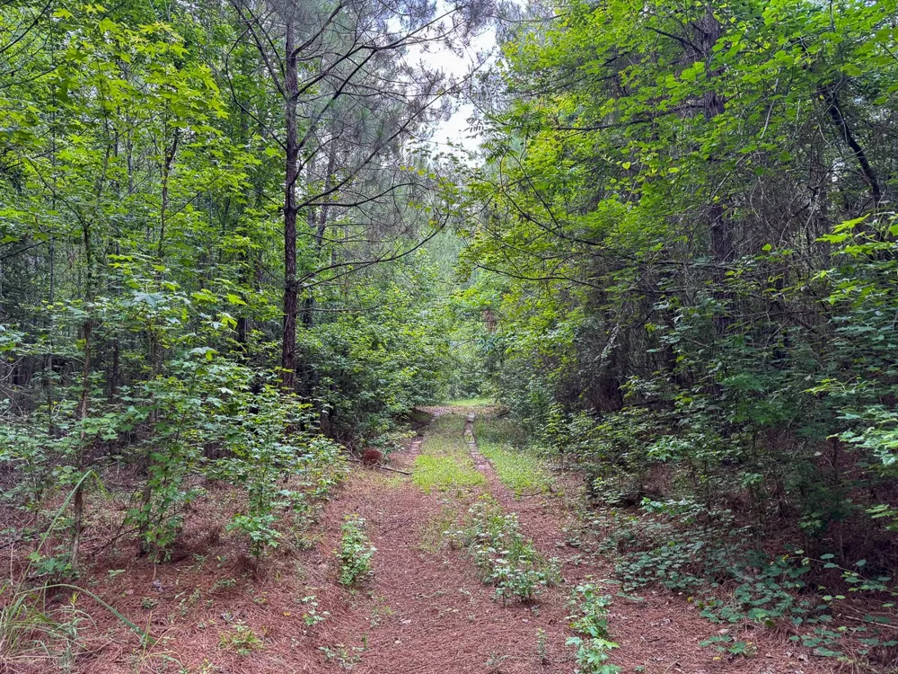 1 HIghway 126 Jena, LA 71465