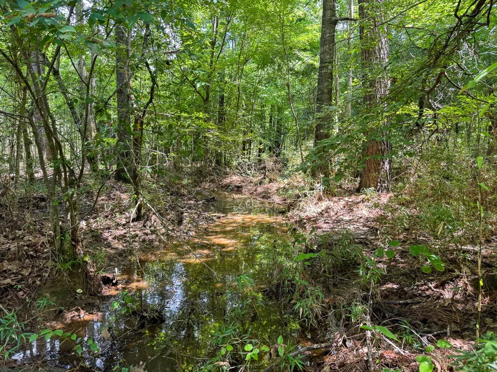 1 HIghway 126 Jena, LA 71465