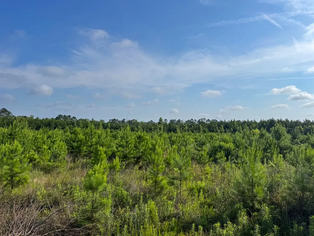 Ellis West Road Pitkin, LA 70656