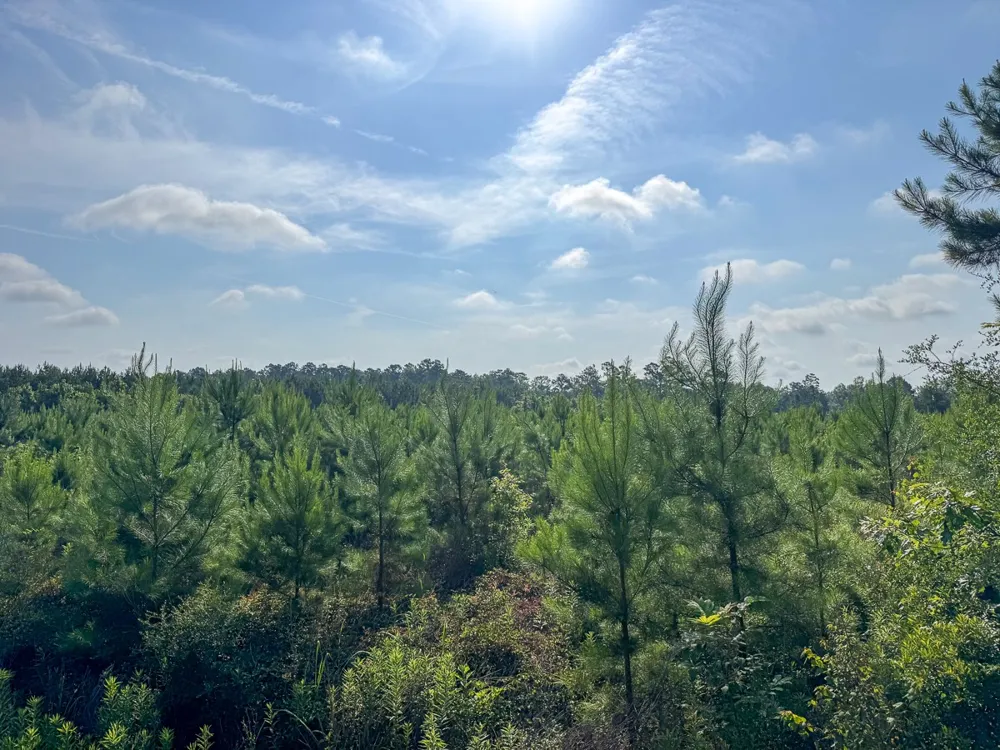Ellis West Road Pitkin, LA 70656