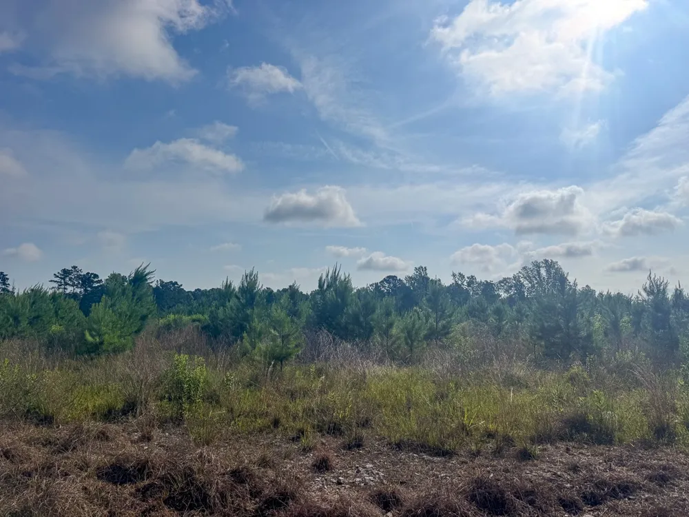 Ellis West Road Pitkin, LA 70656