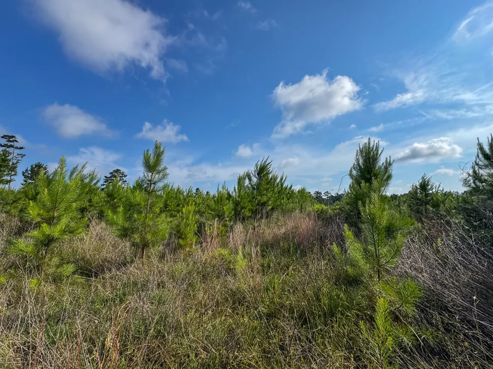 Ellis West Road Pitkin, LA 70656
