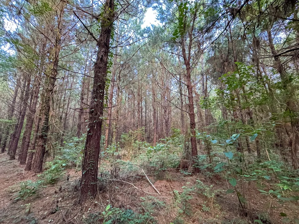 Dido Loop Pitkin, LA 70656