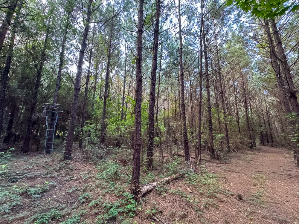 Dido Loop Pitkin, LA 70656
