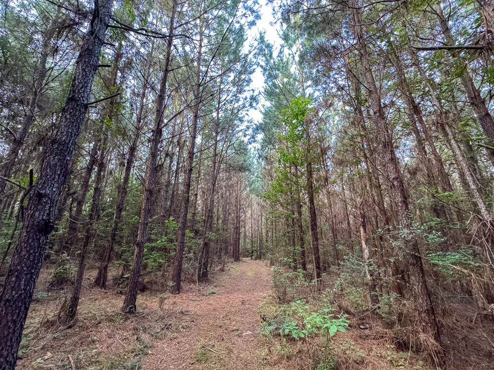 Dido Loop Pitkin, LA 70656