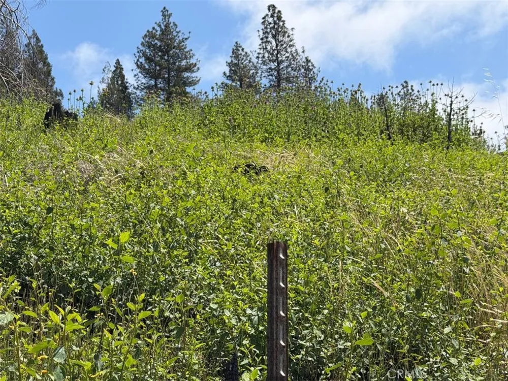 4631 Dear Abby Forest Ranch, CA 95942