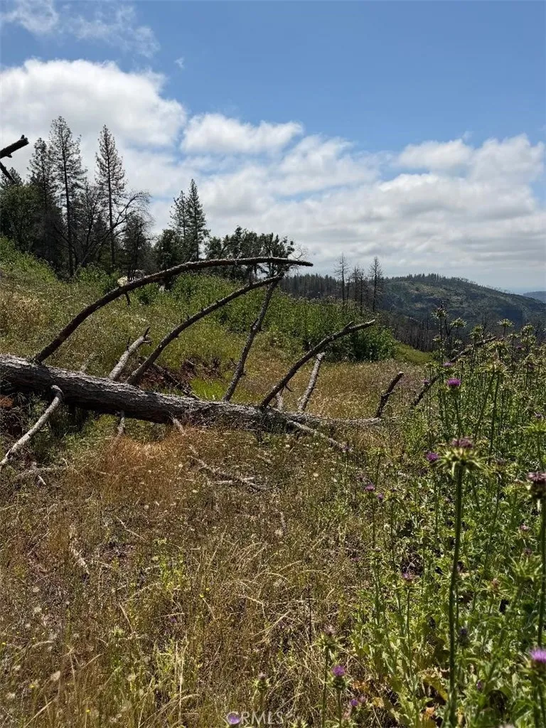 4631 Dear Abby Forest Ranch, CA 95942