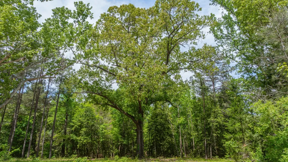 3400 CR 1240 Linden, TX 75563