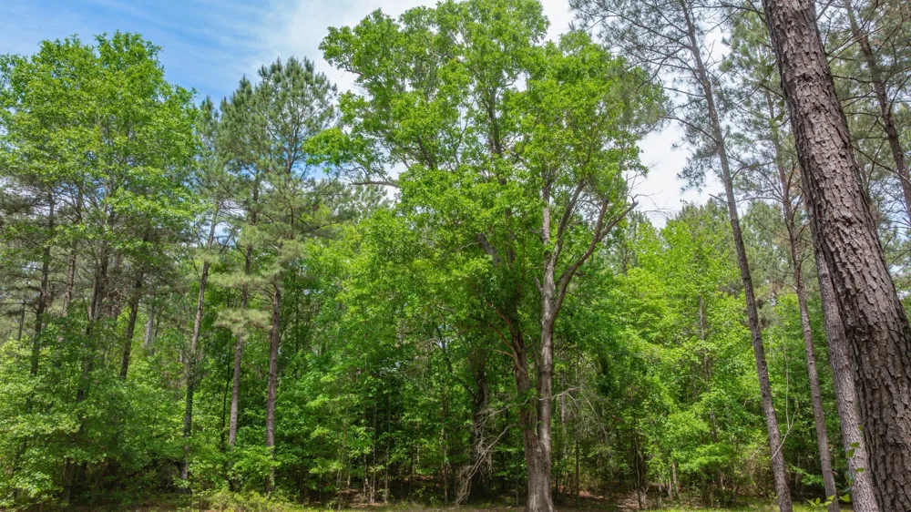 3400 CR 1240 Linden, TX 75563
