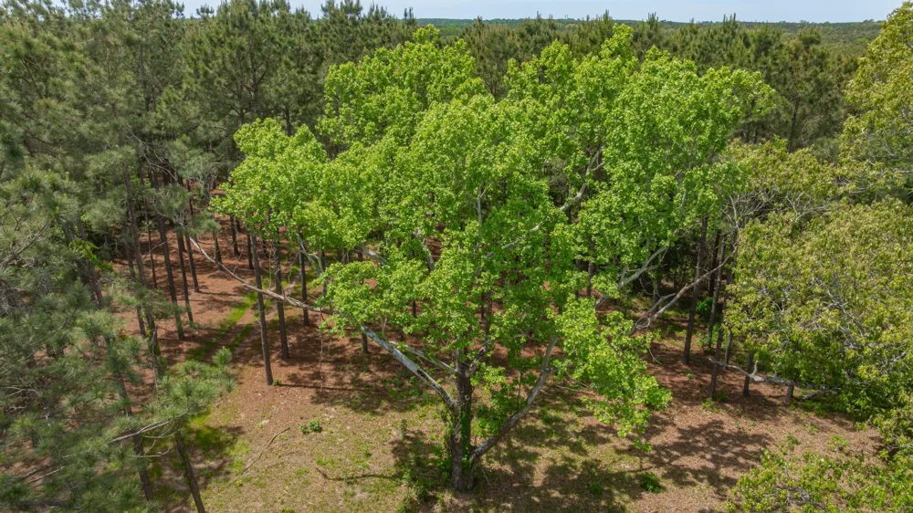 3400 CR 1240 Linden, TX 75563