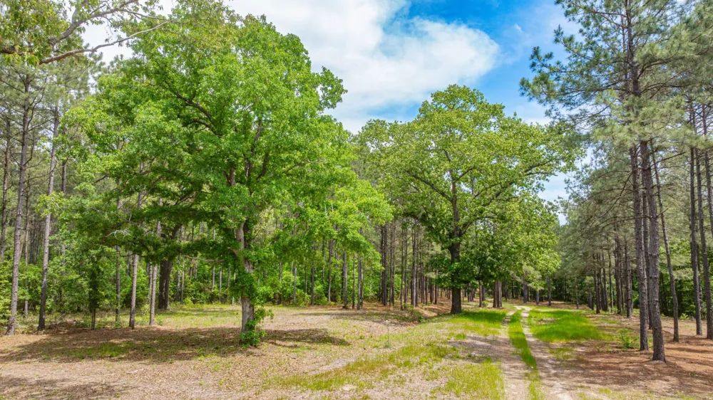 3400 CR 1240 Linden, TX 75563