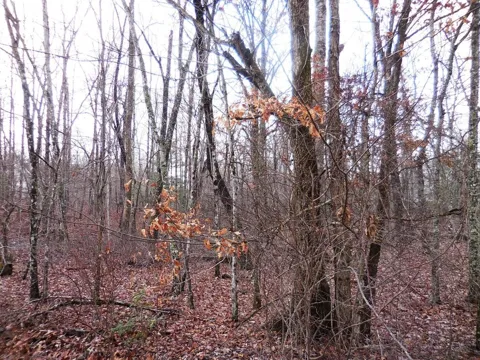 1143 Natchez Trace