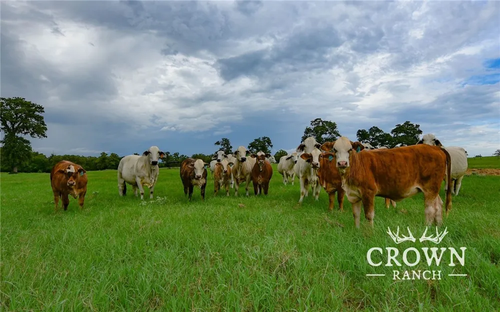FM 908 (+/-1,057 acres) Caldwell, TX 77836