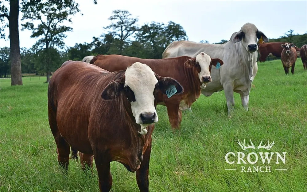 FM 908 (+/-1,057 acres) Caldwell, TX 77836