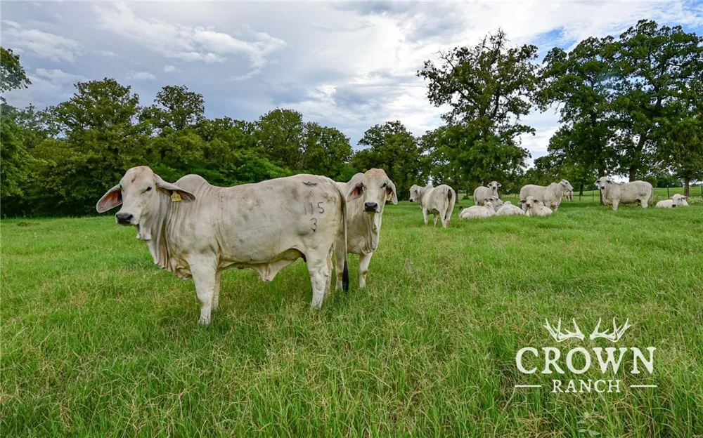 FM 908 (+/-1,057 acres) Caldwell, TX 77836